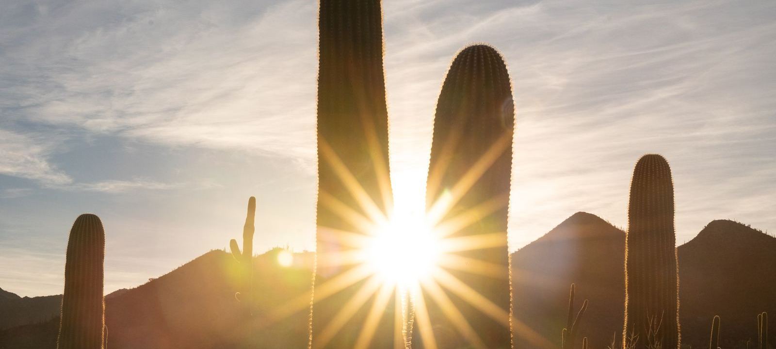 Saguaro cacti silhouetted against a sunset sky over the Sonoran Desert