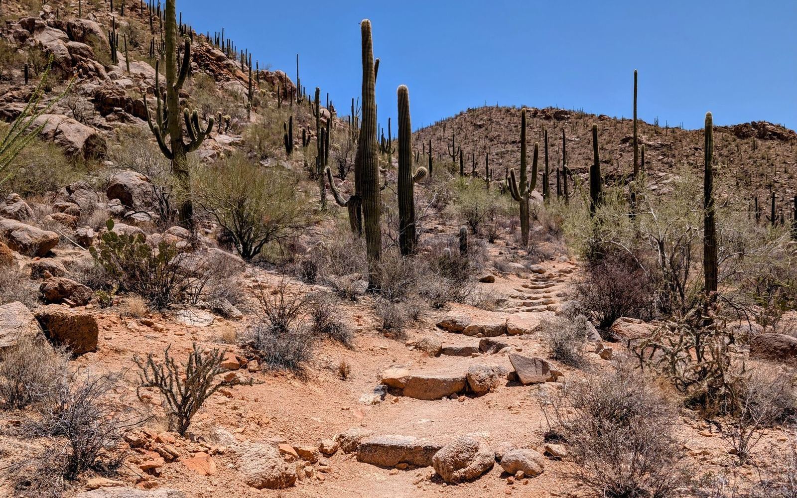 A desert hiking trail winding among saguaro cacti